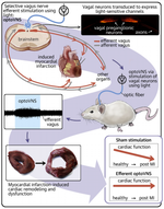 Optogenetic stimulation of vagal efferent activity preserves left ventricular function in experimental heart failure