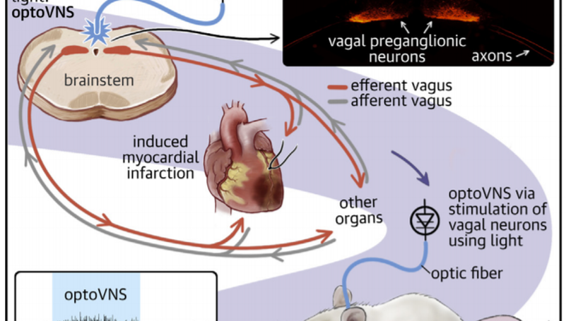 Optogenetic stimulation of vagal efferent activity preserves left ventricular function in experimental heart failure