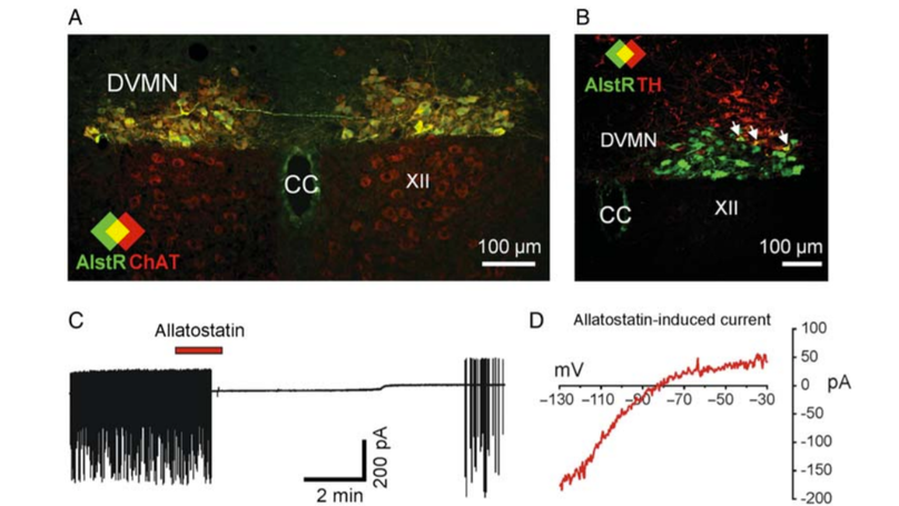 Cardioprotection evoked by remote ischaemic preconditioning is critically dependent on the activity of vagal pre-ganglionic neurones