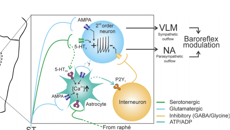 Astrocytes modulate baroreflex sensitivity at the level of the nucleus of the solitary tract