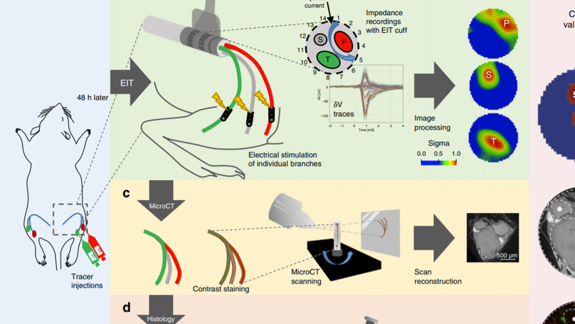 Imaging fascicular organization of rat sciatic nerves with fast neural electrical impedance tomography