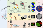 Imaging fascicular organization of rat sciatic nerves with fast neural electrical impedance tomography